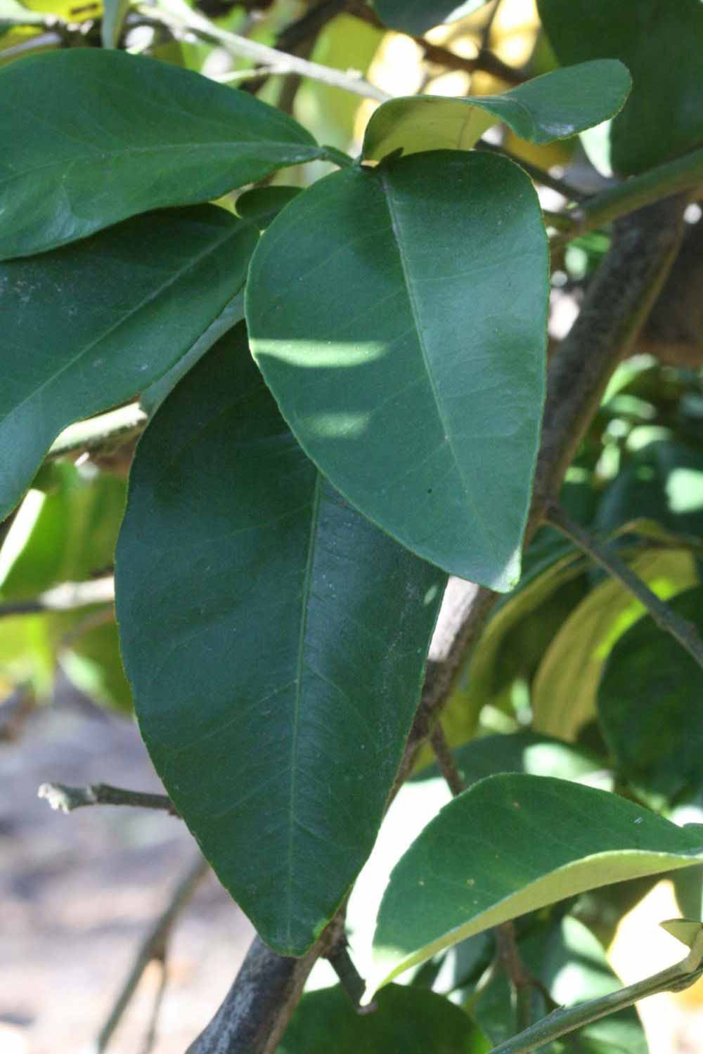              Shade leaves (Riverside, CA)       
